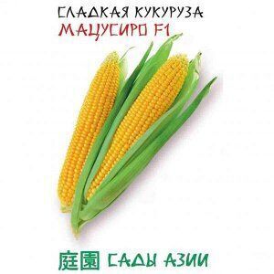 Кукуруза • Очень раннего срока созревания 73-74 дня.
• Улучшенная «Хоней Бэнтам 78». Очень однородные по длине початки (20-22 см).
• Превосходное качество зерен.

• Растение мощное и устойчивое.

• Ши