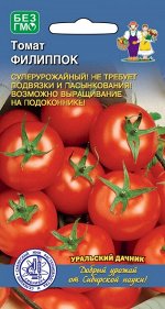 Томат Филиппок (УД) СЕЛЕКЦИЯ СИБНИИРС! Новинка!!!