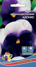 Цветы Виола Адонис (УД) крупноцветковая Новинка!!!