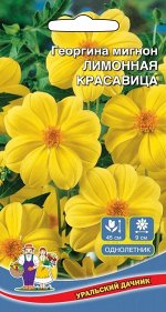 Цветы Георгина Лимонная Красавица - мигнон (УД) Новинка!