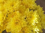 Хризантема, Мультифлора Baltica Yellow