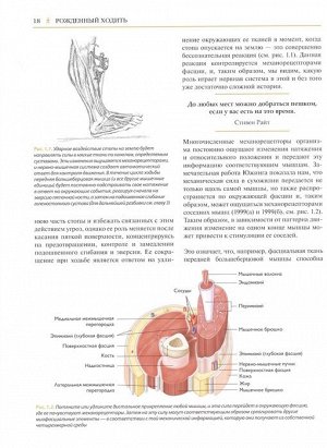 Эрлз Д. Рожденный ходить. Миофасциальная эффективность: революция в понимании механики движения