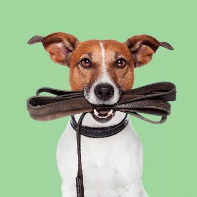 ForMyDogs с заботой о Ваших питомцах