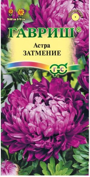 Астра Затмение пион, темно-фиолетовая, 50-60см, однол 0,3гр Гавриш/ЦВ