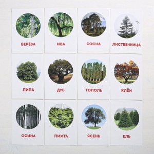 ЛАС ИГРАС Обучающие карточки по методике Г. Домана «Деревья», 12 карт, А6