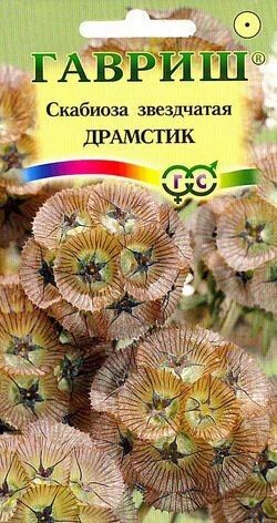 Цветы Скабиоза звездчатая Драмстик ЦВ/П (ГАВРИШ) 0,2гр однолетник сухоцвет до 45см