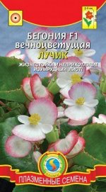 Цветы Бегония вечноцветущая F1 Лучик ЦВ/П (ПЛАЗМА) бело-розовый однолетник 20см