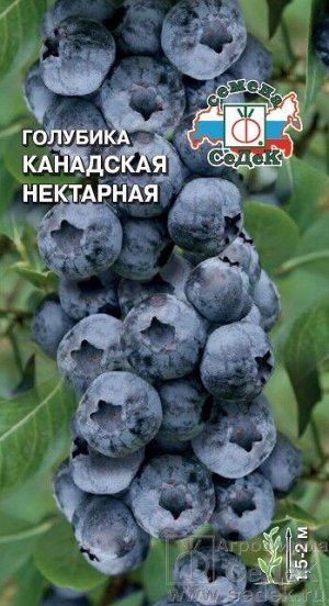 Голубика канадская Нектарная ЦВ/П (СЕДЕК) кустарник 1,5-2,0м