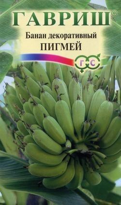 Цветы Банан декор Пигмей ЦВ/П (ГАВРИШ) 3шт комнатное до 2м