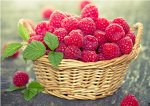 Малина свежая (Мексика)