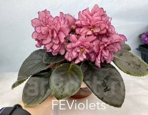 Фиалка АВ-Роскошь  (Фиалковод)