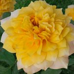 Бамблби кюль роза флорибунда, с крупными густомахровыми цветками от ярко-желтого до абрикосово-золот