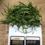 Тархун зелень (Израиль)
