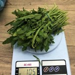 Руккола  зелень (Израиль)