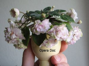 Opera Doc Сенполия, сорт Opera Doc, мини трейлер.

Миниатюрный трейлер. Махровые кремово-розовые цветы с зелеными кончиками лепестков. Темно зеленая ровная заостренная листва.
