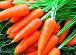 Семена овощных культур. Морковь