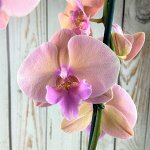 Ароматные орхидеи, а есть и крупноцветковые и разные другие