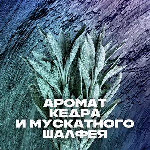 AXE мужской гель для душа APOLLO Кедр и Мускатный шалфей, Свежесть 12 часов, 250 мл