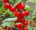 Осенняя посадка: Вишня, Барбарис и Облепиха 🍒