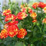 Роза Флэш Фаер