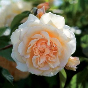Пегасус Цветки ярко абрикосовые в центре, к краю бледнеющие. Диаметр цветка 10-12 см, собраны в соцветия по 2-5 шт. Обладает ароматом чайной розы. Куст высотой 100-120 см. Устойчив к морозам и болезня