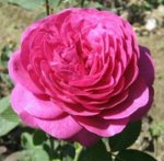 Роза Луис Одиер