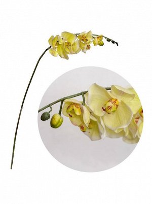 Орхидея натураль