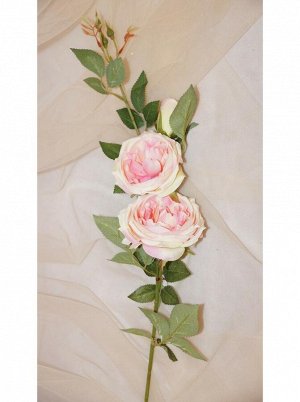 Роза пионовидная нежно-розовая