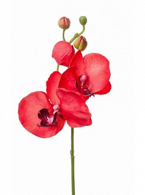 Орхидея 33 см красный