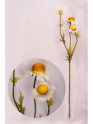 Хризантема корейская (медовые соты) цвет белый 80см