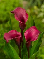 Калла (Zantedeschia)