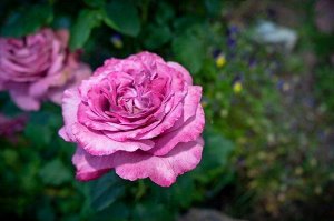 Роза чайно-гибридная Клод Брассер