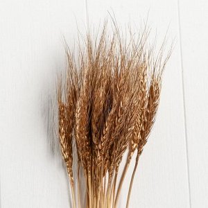 Сухой колос пшеницы. набор 30 шт. цвет золотой
