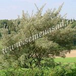Облепиха Гном (мужской, опылитель)