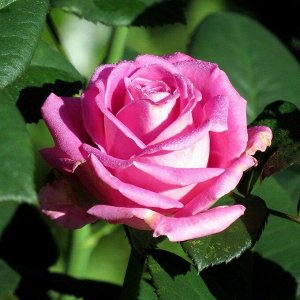 Аква (ч/г) Морозостойкость до -25
Флорисцентно-розовый цвет, рваные волны по краям лепестков. Бутон до 10 см, куст 1,2 м, цветение продолжительное. Устойчив к заболеваниям. Зимостойкий.