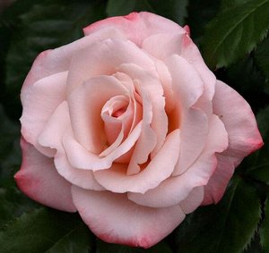 Анна (ч/г) Морозостойкость до -25
Цвет кремовый с розовым отливом. Цветок 12см. Куст 1м. обильноцветущий. Устойчивость к болезням и морозам хорошая.