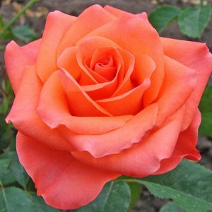 Вау (ч/г) Морозостойкость до -25
Крупные оранжево-розовые цветки. Бутоны долго сохраняют идеальную форму цветка. Соцветия состоят из 2-4 цветков, каждый из которых бокаловидной конфигурации. Каждый бу