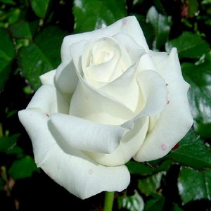 Масай чг Морозостойкость до -25
Роза белая, снизу зеленоватая, бокаловидный цветок. Бокал высокий, гофрированный, махровый (лепестков более 60 шт). Обладает легким ароматом.