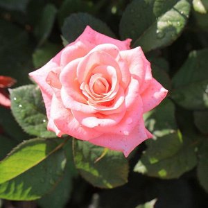 Пикуба чг Морозостойкость до -25
Цвет нежно-розовый. Цветы 10см. высокий, заостренный бутон. Куст 1,3м.  обильноцветущий. Хорошая устойчивость к болезням и заморозкам. Сорт срезочный.