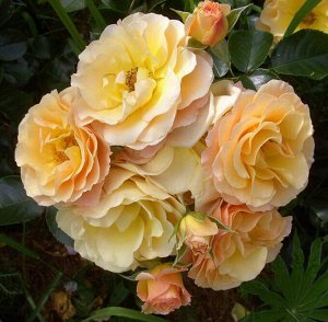 Ругельда Один из лучших желтых сортов розы ругоза, очень мощный и обращающий на себя внимание. Цветки раскрываются из алых бутонов, они лимонно-желтые, с красноватым краем, выгорают до кремовых с розо