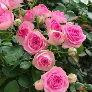 Спрей-роза розовая