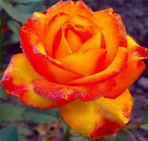 Тукан срез Морозостойкость до -25
Красивая срезочная роза. Цветки насыщенно желтые с широкой красной каймой, реже с розовой, с приятным, но достаточно слабым запахом. Цветение непрерывное, чаще кистям
