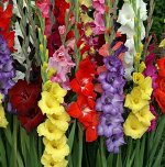 Гладиолус Смесь крупноцв. 14/+ (10) Л.