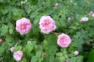Роза парковая розовая полная