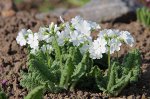 Примула белая(немного) с розовой смесь ранняя