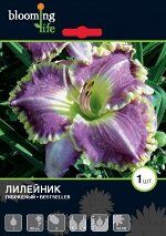 Лилейник Бестселлер