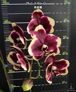 Phal. I-Hsin Circus