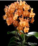 Ascps. Irene Dobkin &#039;Elmhurst&#039; HCC/AOS