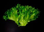 Салат Фриллис ЭкоБудущее  (РФ)