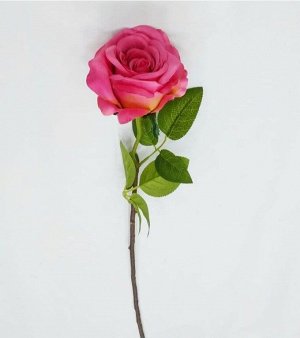 Роза Высота роз 70см,выс.бутона 7.5см⊙10см